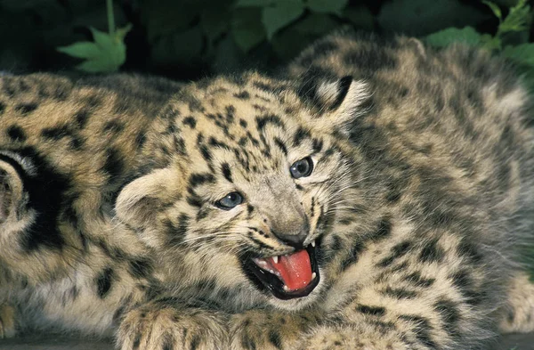 Snow Leopard Ounce Uncia Uncia Cub Open Mouth — 图库照片