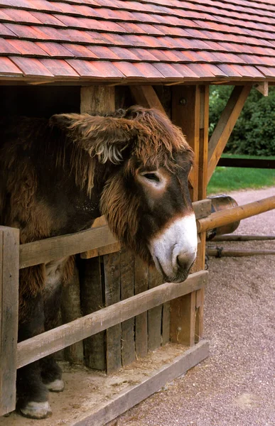 Poitou Domestic Donkey Baudet Poitou Una Raza Francesa — Foto de Stock