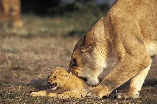 African Lion Panthera Leo Mother Cub Masai Mara Park Kenya — стокове фото