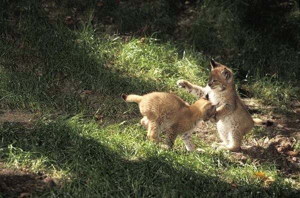 Ryś Europejski Ryś Felis Cubs Playing — Zdjęcie stockowe