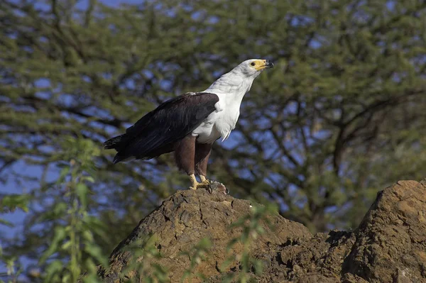 Afrikansk Fish Eagle Haliaeetus Vocifer Vuxen Stående Rock Baringo Lake — Stockfoto