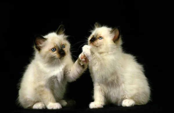 Birmanese Domestic Cat Kitten Jugando Contra Fondo Negro —  Fotos de Stock