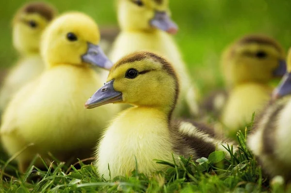 Muskovy Duck Cairina Moschata Ducklings — Zdjęcie stockowe