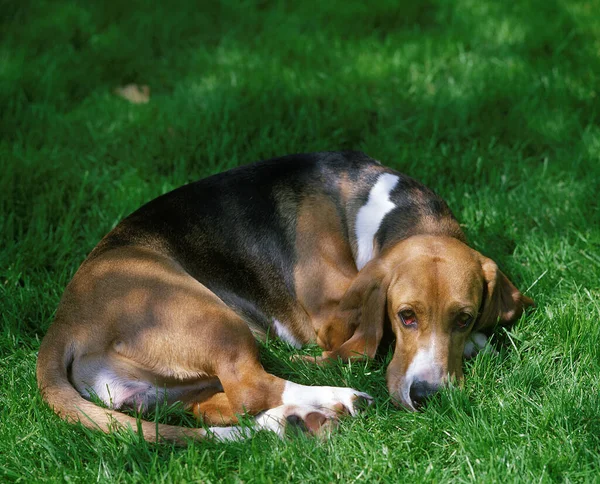 Basset Artesian Normand Cane Che Dorme Sull Erba — Foto Stock