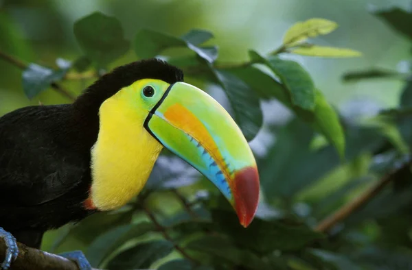 Keel Billed Toucan Ramphastos Sulfuratus Kostarika — Stock fotografie