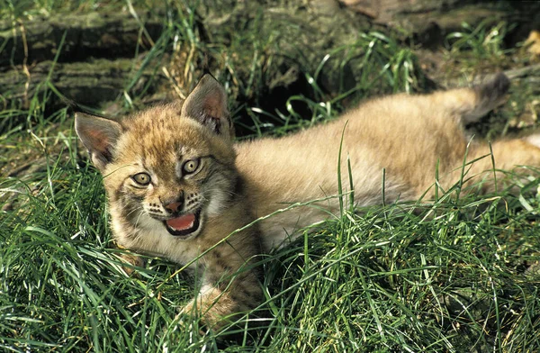 Avrupalı Vaşak Felix Vaşak Cub Arıyor — Stok fotoğraf