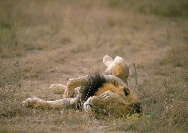 Afrikanskt Lejon Panthera Leo Man Sover Masai Mara Park Kenya — Stockfoto