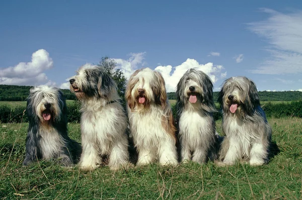 Barbudo Collie Dog Sentado Grama — Fotografia de Stock