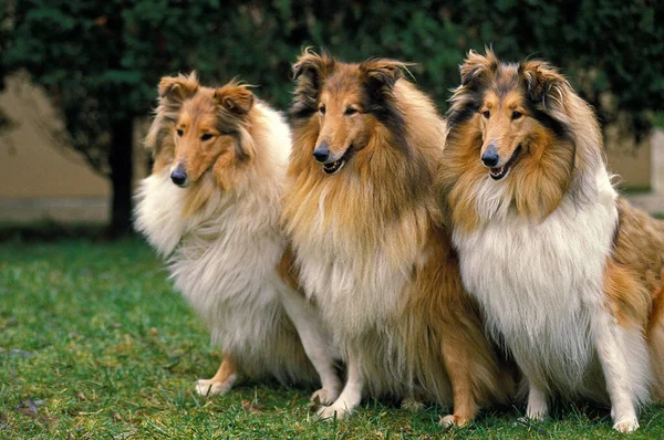 Collie Dog Sentado Grama — Fotografia de Stock