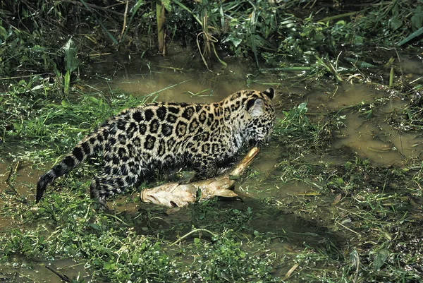 Jaguár Panthera Onca Hal Szállító Kölyök — Stock Fotó