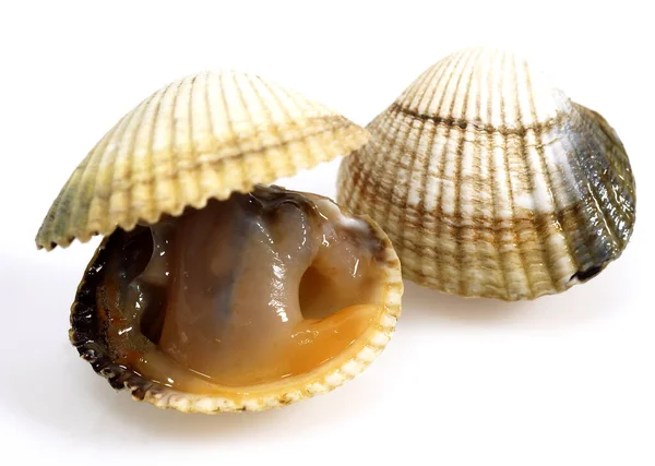 Gemeenschappelijke Cockle Cerastoderma Edule Verse Schelpen Tegen Witte Achtergrond — Stockfoto