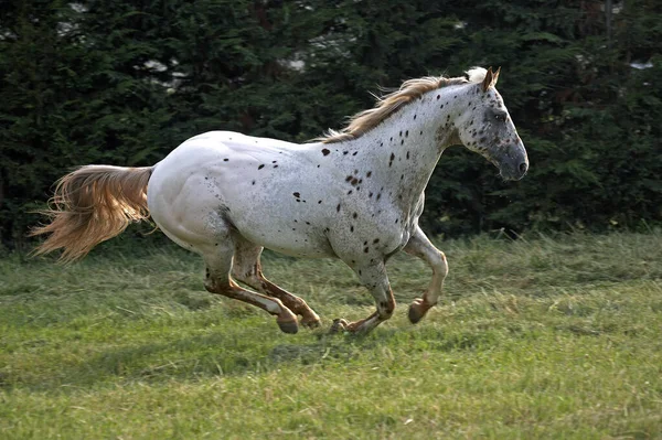 Appaloosa Horse Galoping Naturalne Tło — Zdjęcie stockowe