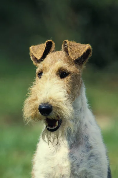 Portret Lis Terrier Drucianymi Włosami — Zdjęcie stockowe