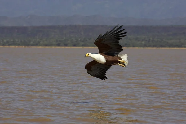 Águia Peixe Africano Vocifer Haliaeetus Adulto Voo Lago Baringo Quênia — Fotografia de Stock