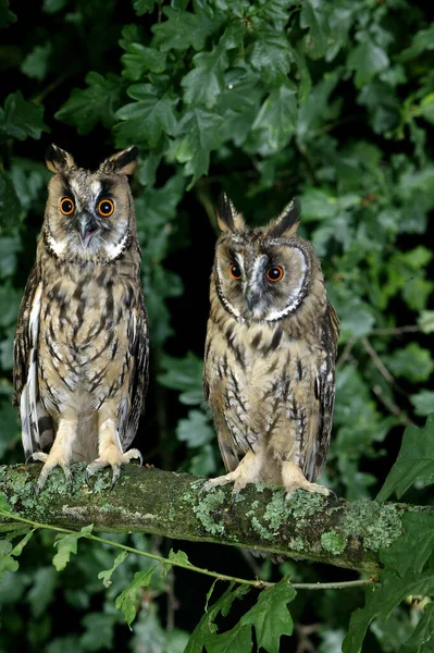 Long Eared Owl Asio Otus Standing Branch Normandy — Stock Photo, Image