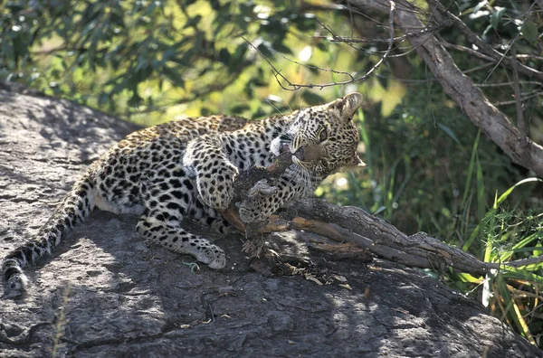 Leopardo Panthera Pardus Cub Playing Nakuru Parc Kenia — Foto de Stock