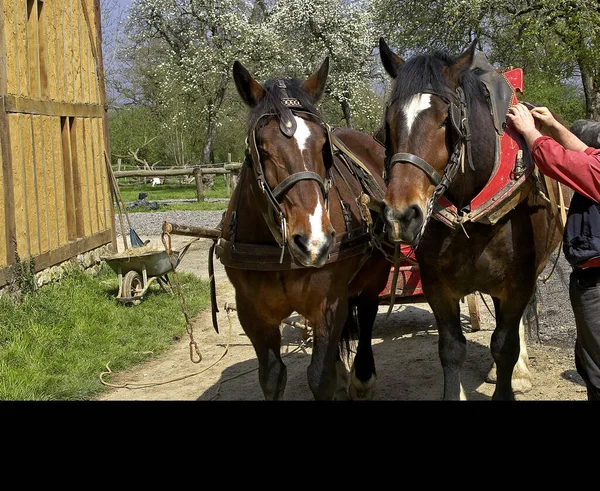 Gespanntes Cob Normand Horse — Stockfoto