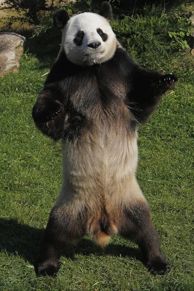 Wielka Panda Ailuropoda Melanoleuca Dorosły Stojący Tylnych Nogach — Zdjęcie stockowe