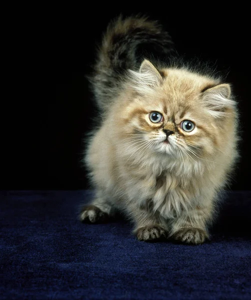 Kleurpunt Perzische Huiskat Kitten Tegen Zwarte Achtergrond — Stockfoto