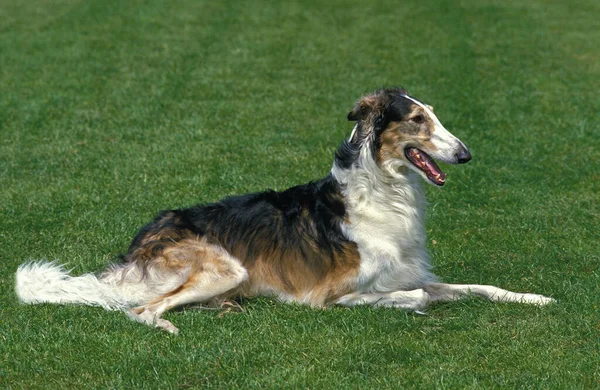 ボルゾイかロシアのヴォルフハウンド犬が芝生の上に寝そべって — ストック写真