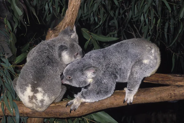 Koala Phascolarctos Cinereus Dorośli Stojący Oddziale Australia — Zdjęcie stockowe
