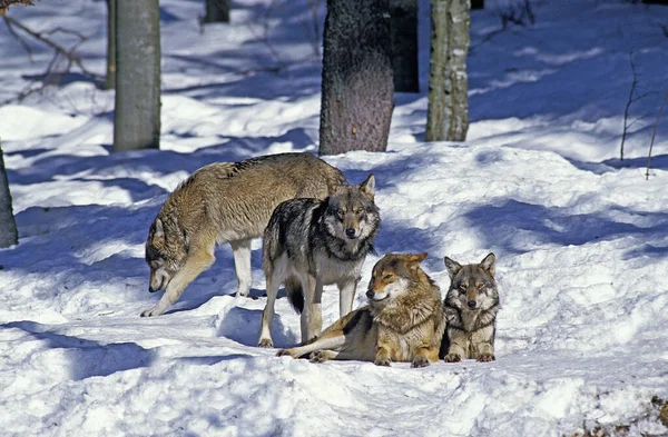 European Wolf Canis Lupus Ομάδα Που Στέκεται Στο Χιόνι Βαυαρία — Φωτογραφία Αρχείου