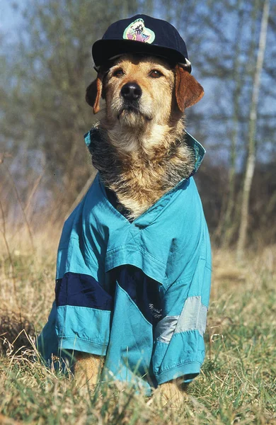 Ντυμένος Σκύλος Αστείο Φόντο — Φωτογραφία Αρχείου