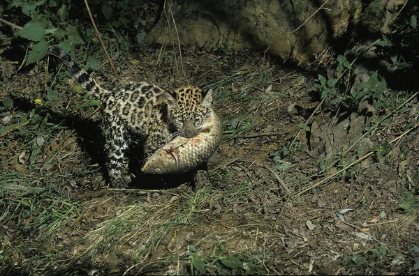 Jaguar Panthera Onca Cub Niosący Rybę Ustach — Zdjęcie stockowe