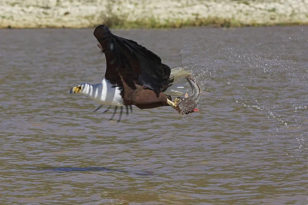 African Fish Eagle Haliaeetus Vocifer Adult Flight Fishing Baringo Lake — Stock Photo, Image