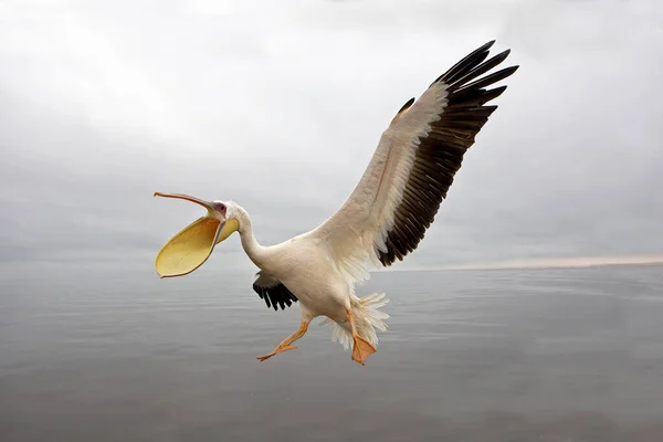 Silberpelikan Pelecanus Onocrotalus Erwachsener Auf Der Flucht Namibia — Stockfoto