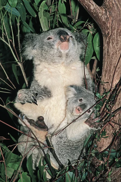 Koala Phascolarctos Cinereus Anya Joey — Stock Fotó