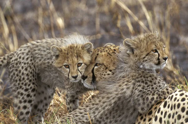 Cheetah Acinonyx Jubatus Mother Cub Masai Mara Park Kenia — Foto de Stock