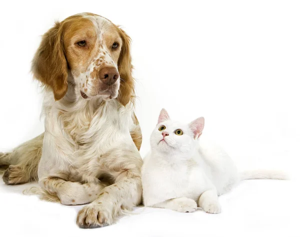 Cinnamon Color French Spaniel Male Dog White Domestic Cat — 스톡 사진