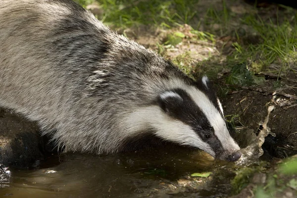 European Badger Meles Meles Drinking Water Normandy — Zdjęcie stockowe