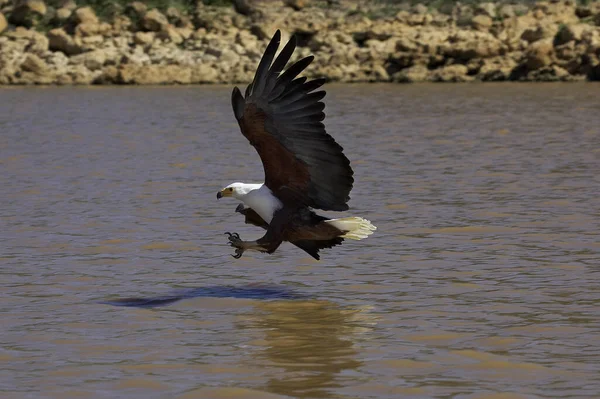 Afrikanischer Fischadler Heilbutt Erwachsener Flug Fischfang Baringo See Kenia — Stockfoto