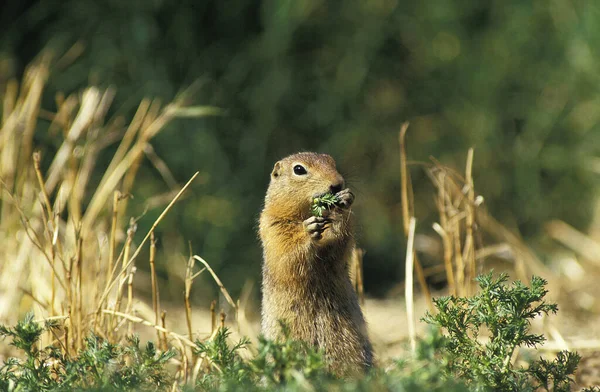 Black Tailed Prairie Dog Cynomys Ludovicianus Adult Standing Hind Legs — Stock Photo, Image