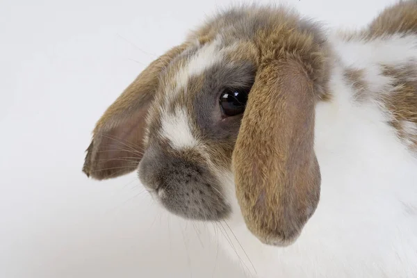 Lop Eared Rabbit Mot Vit Bakgrund — Stockfoto