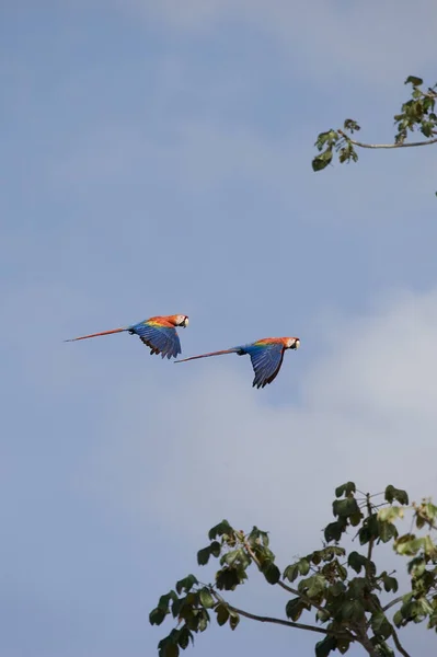 Scarlet Macaw Ara Macao Par Flykt Los Lianos Venezuela — Stockfoto