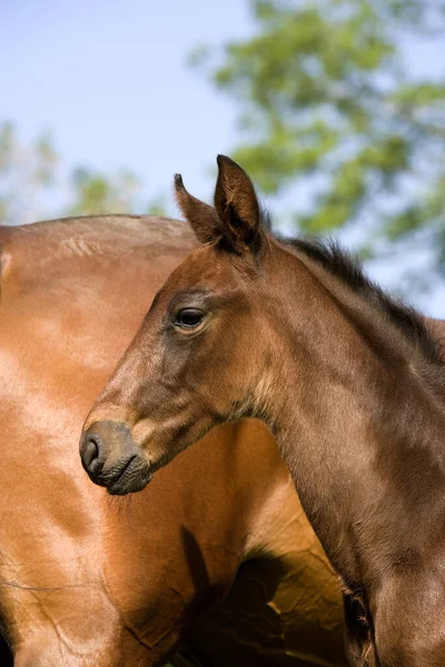 Franska Trotter Horse Mare Foal Normandie — Stockfoto