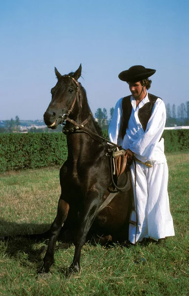 Nonius Horse Rider Puszta Hungary — Stock Photo, Image