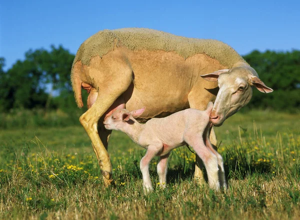 Domestic Sheep Ewe Lamb Suckling — Zdjęcie stockowe