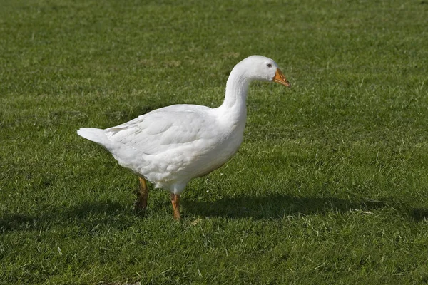 Domestic White Goose Normandy — Stock fotografie