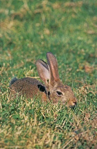 Европейский Кролик Oryctolagus Cuniculus Взрослый Скрывающийся Через Траву — стоковое фото