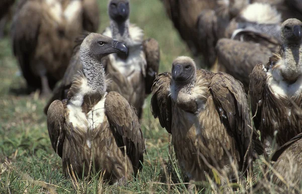 Avvoltoio Ruppell Gyps Rueppelli Gruppo Piedi Vicino Una Carcassa Masai — Foto Stock