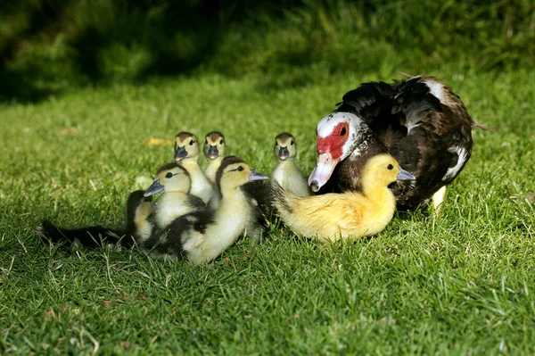 Muskovy Duck Cairina Moschata Mother Ducklings — 图库照片