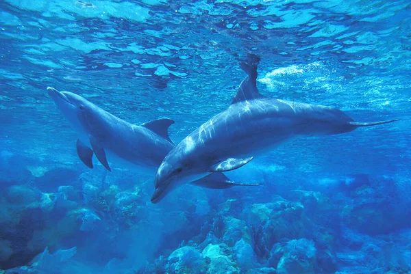 Bottlenose Dolphin Tursiops Truncatus — Stock fotografie