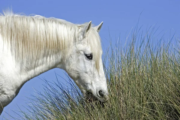 Camargue Horse Eetgras Saintes Marie Mer Camargue Zuid Frankrijk — Stockfoto