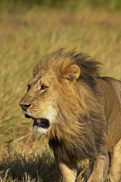 African Lion Panthera Leo Male Masai Mara Park Kenya — 스톡 사진