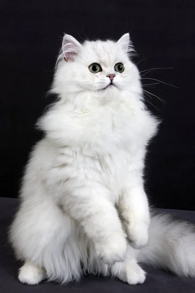Chinchilla Persisk Inhemska Katt Mot Svart Bakgrund — Stockfoto