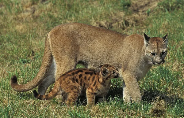 Cougar Puma Concolor Adulto Sobre Rochas — Fotografia de Stock